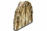 Tall, Colorful Petrified Wood Bookends - Washington #307186-2